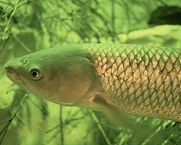 260px-grass_carp.jpg